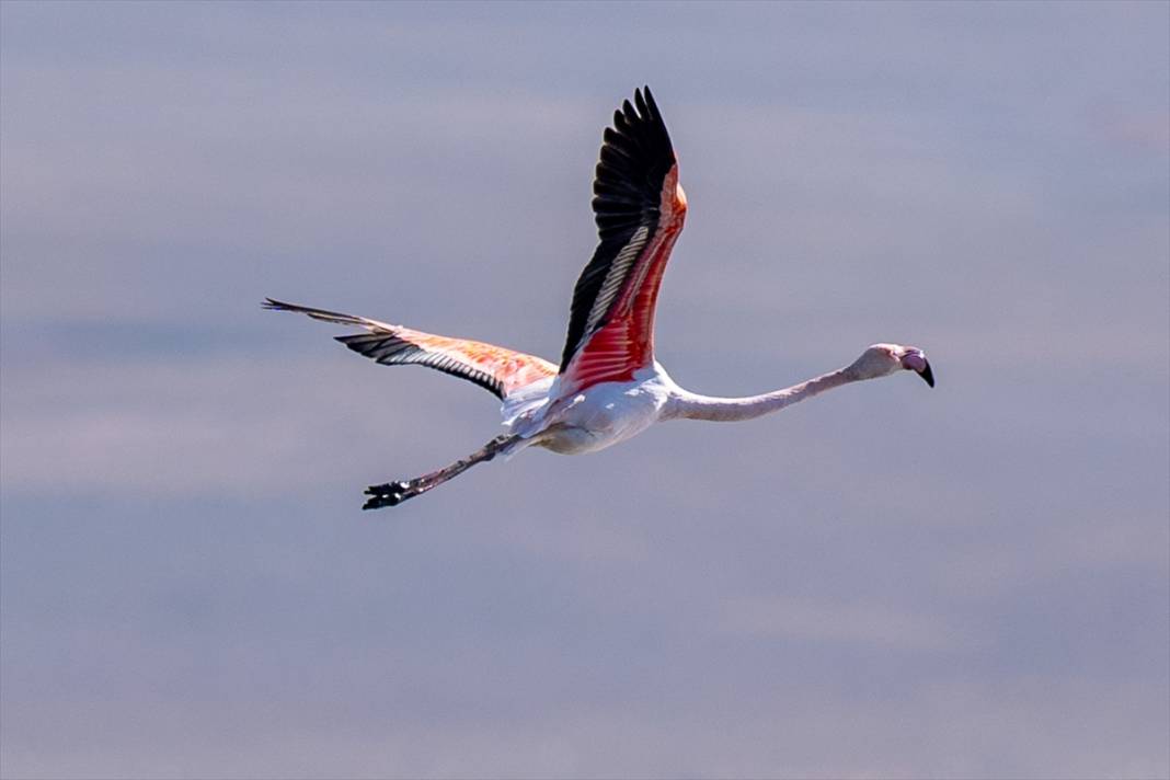 Konya’nın flamingo cenneti! 180 türe ev sahipliği yapıyor, görsel şölen sunuyor 30